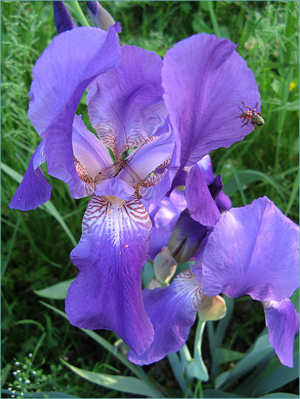 photo "***" tags: nature, flowers, insect