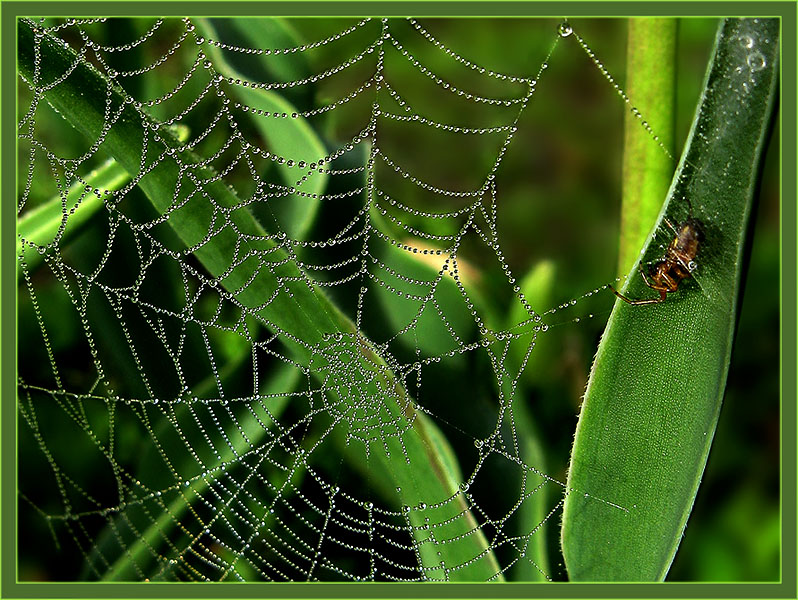 photo "***" tags: nature, insect