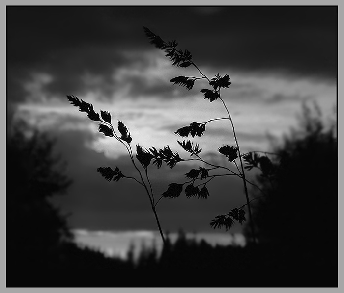 photo "The night whispers" tags: landscape, black&white, night