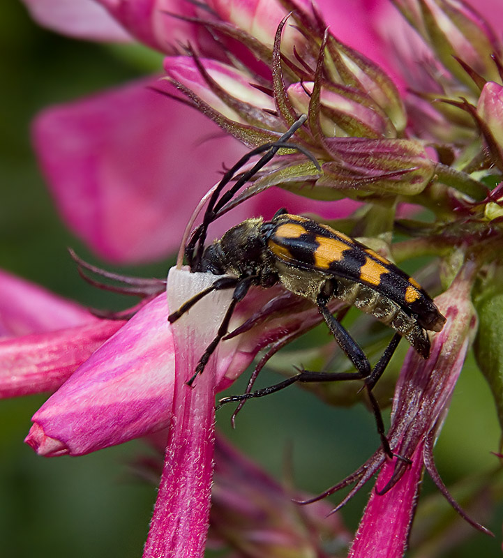 photo "***" tags: nature, macro and close-up, insect