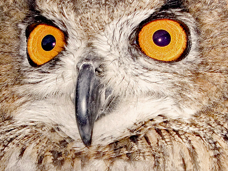 photo "Eagle Eye Owl" tags: nature, pets/farm animals