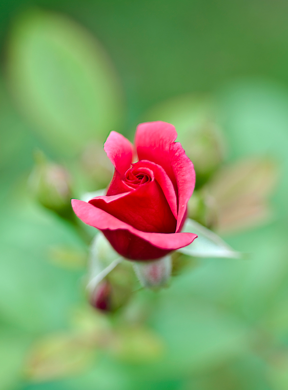 фото "My love is like a red, red rose" метки: природа, макро и крупный план, цветы