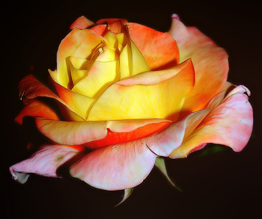 photo "HAPPY BIRTHDAY, DEAR NADA VUJANIC..." tags: nature, flowers