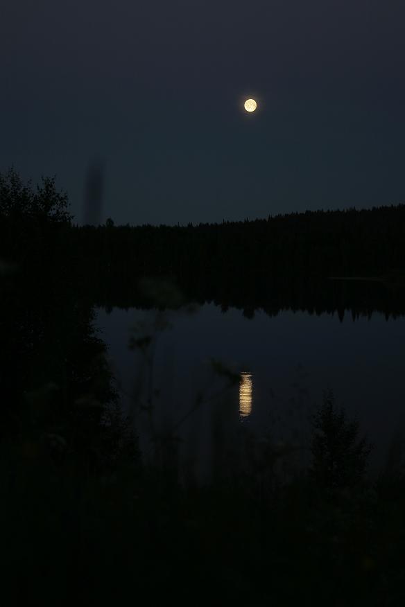 photo "***" tags: landscape, forest, night