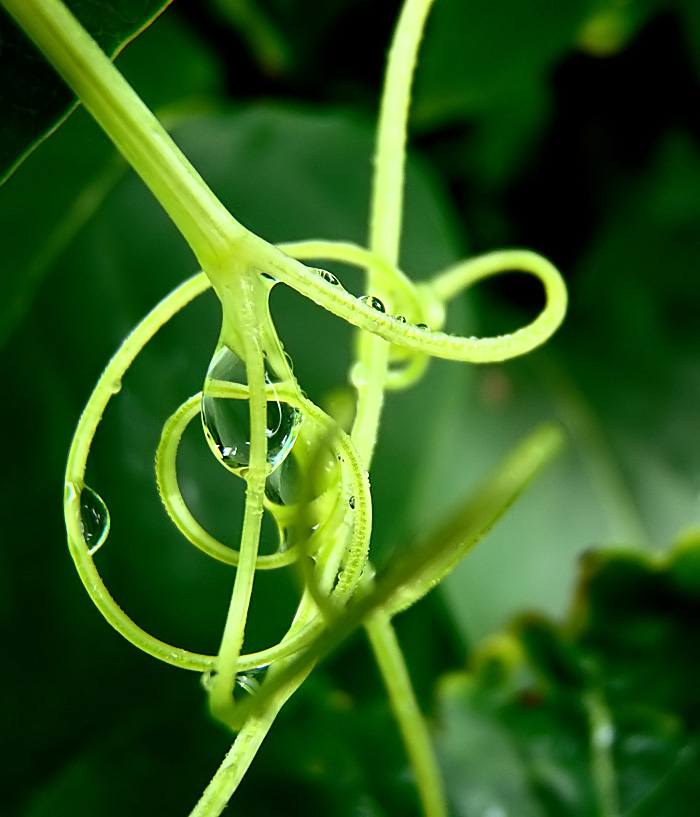 photo "***" tags: macro and close-up, still life, 