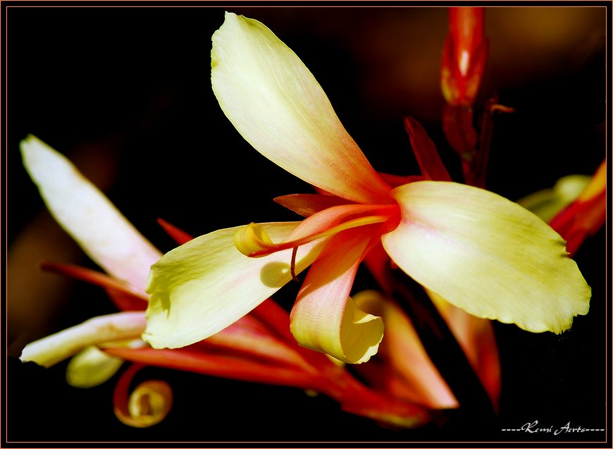 photo "for all people whose birthday it is today" tags: nature, macro and close-up, flowers