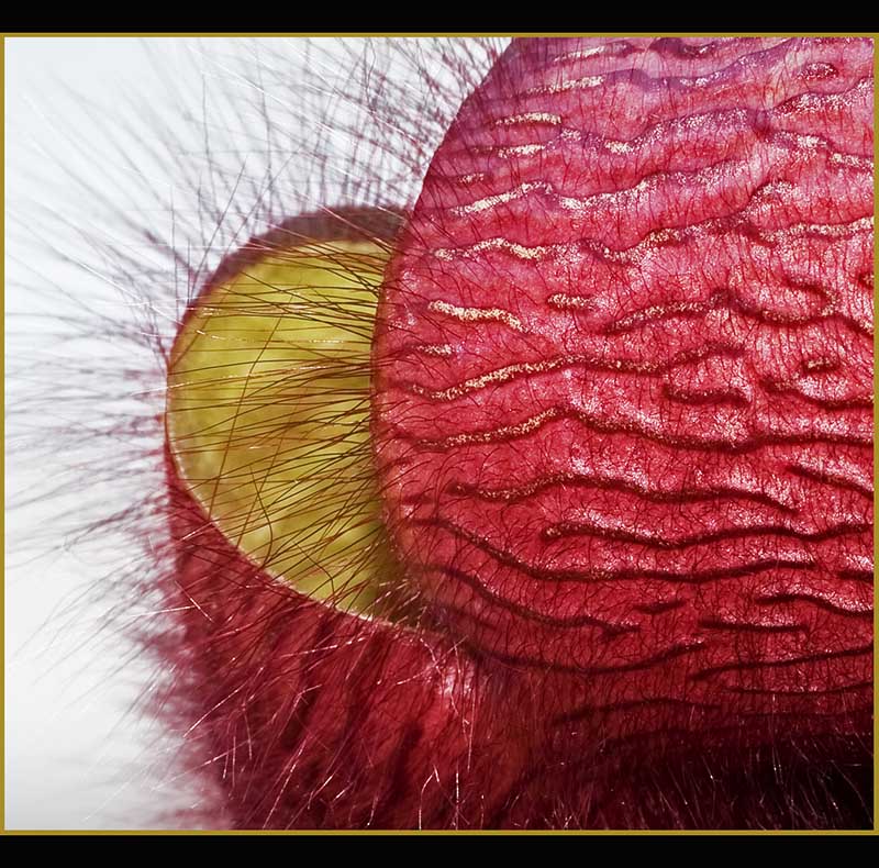 photo "life form II" tags: macro and close-up, 