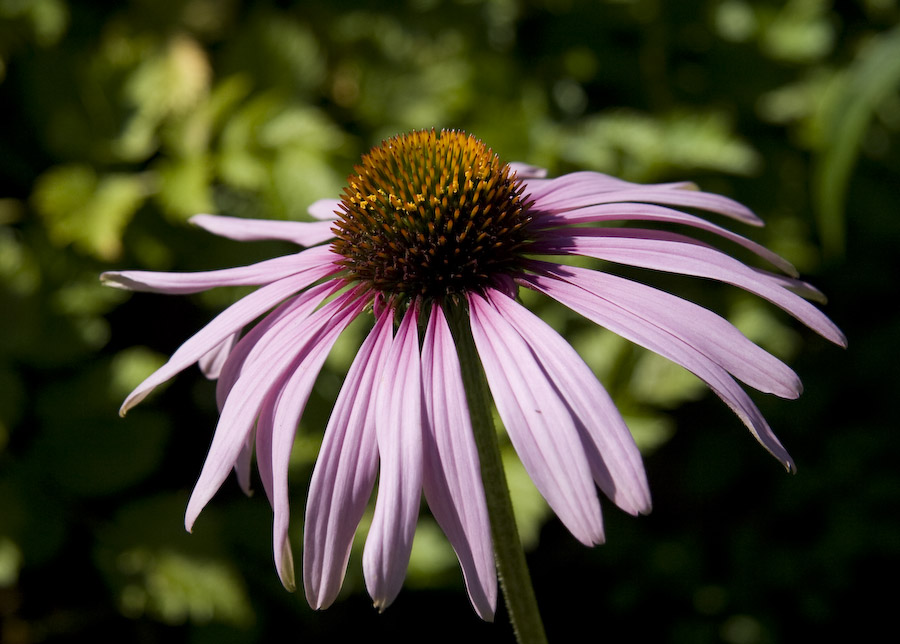 photo "Exposed to the sun" tags: nature, flowers