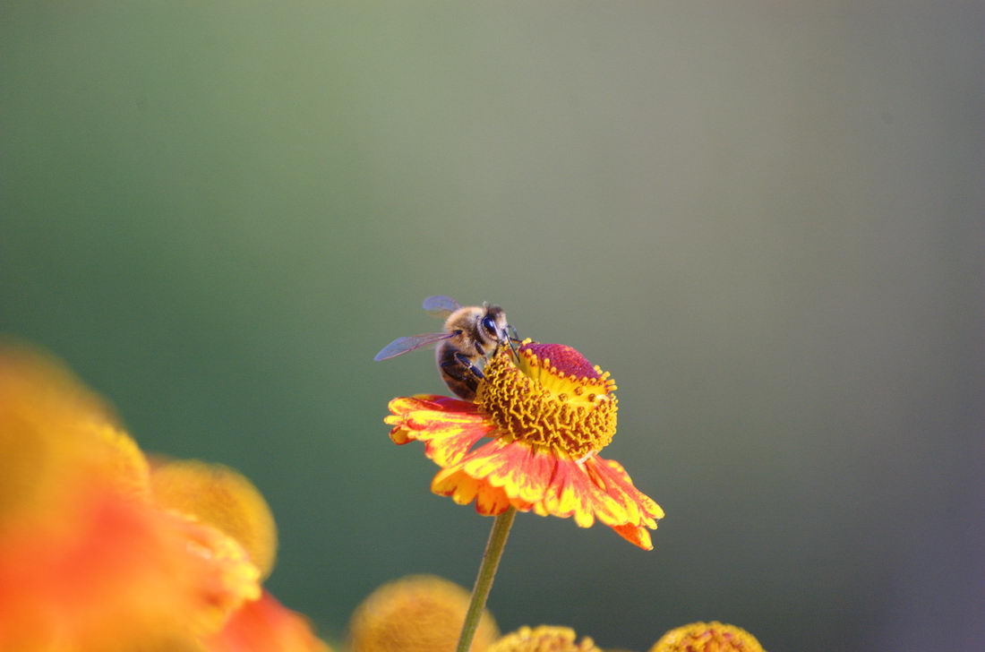 photo "***" tags: nature, insect