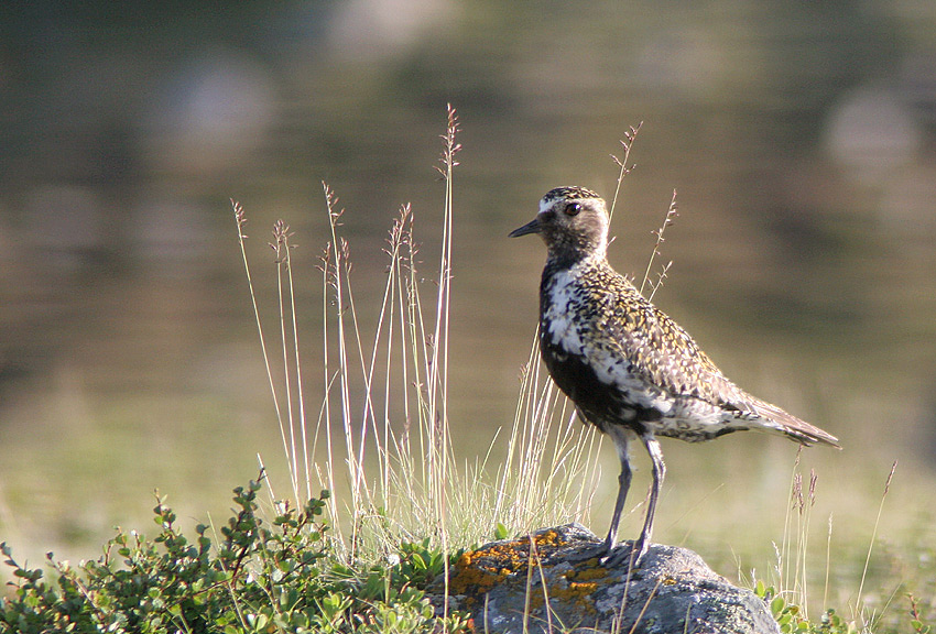 photo "Pacific Golden Plover" tags: nature, wild animals