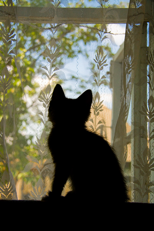 photo "***" tags: nature, pets/farm animals