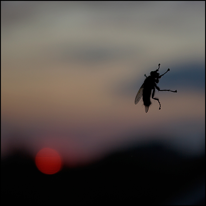 photo "***" tags: landscape, nature, insect, sunset