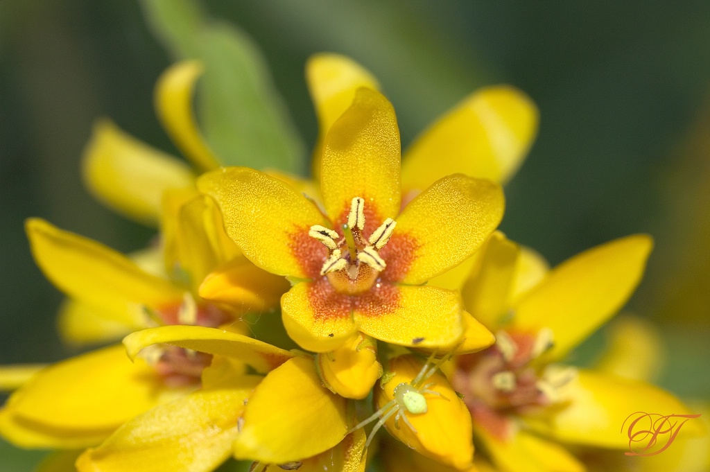 photo "***" tags: nature, macro and close-up, flowers