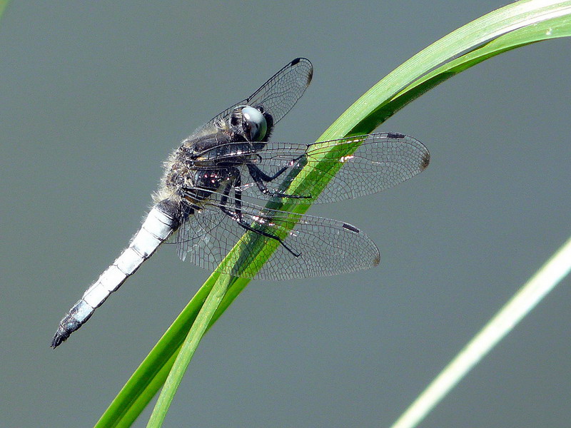 photo "***" tags: nature, macro and close-up, insect