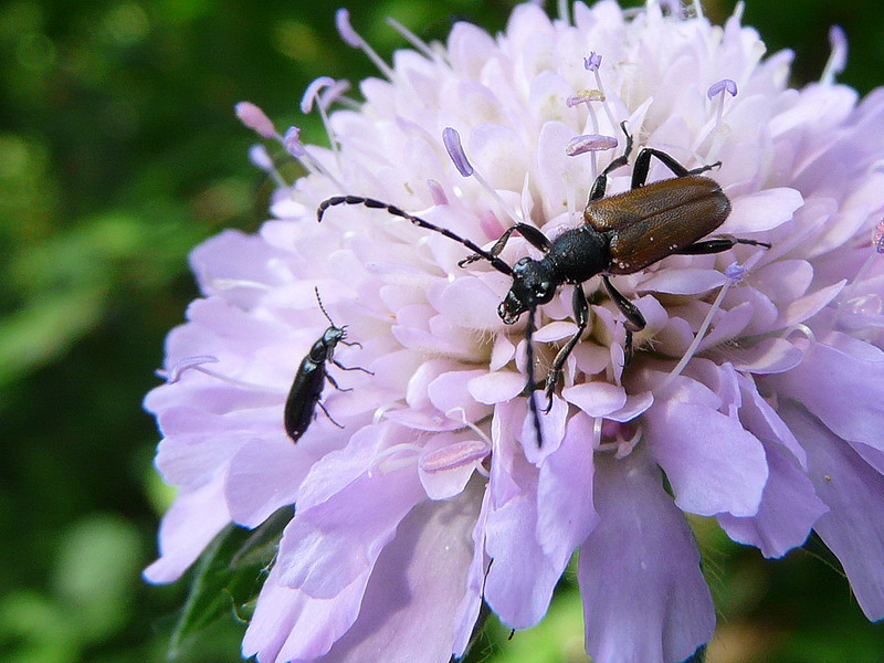 фото "Здравствуйте, коллега!" метки: природа, макро и крупный план, насекомое