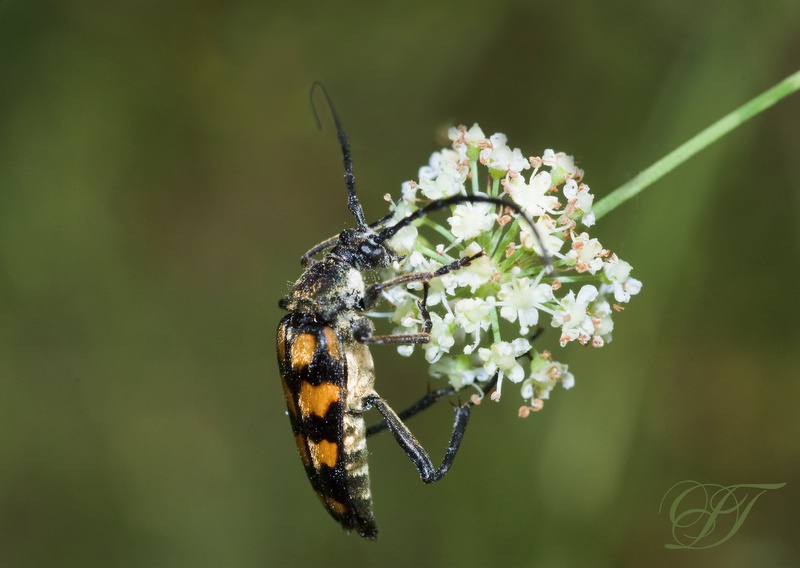 photo "***" tags: nature, macro and close-up, insect