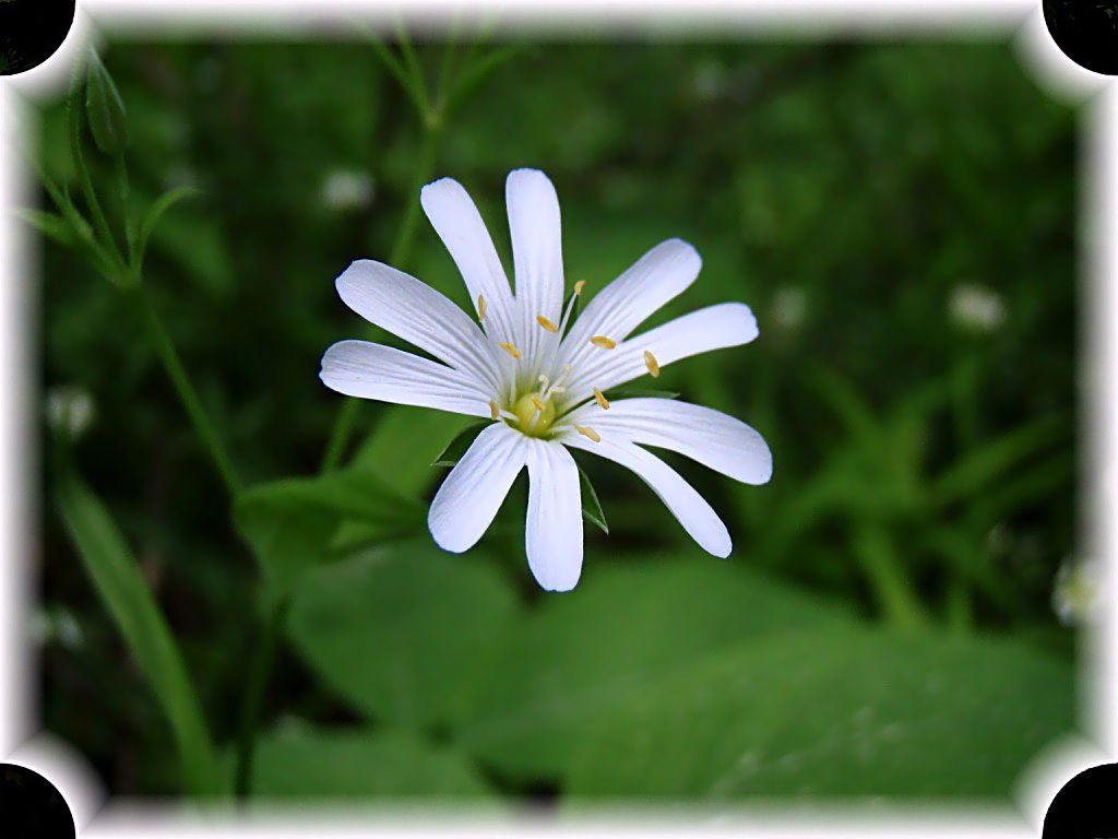 photo "***" tags: nature, flowers