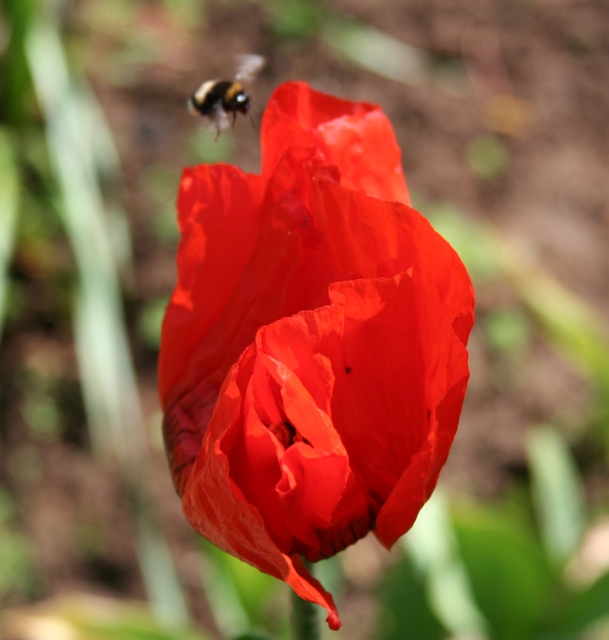 photo "nice and tasty" tags: nature, flowers, insect