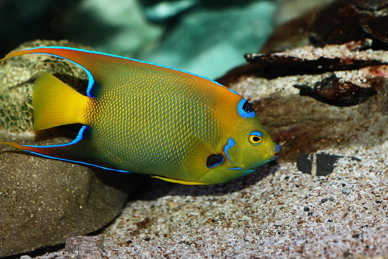 фото "Underwater No.2" метки: подводные, 