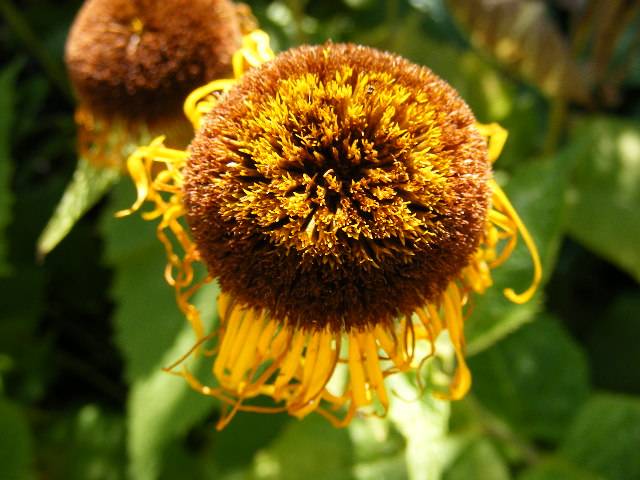 photo "Macro flower." tags: nature, flowers