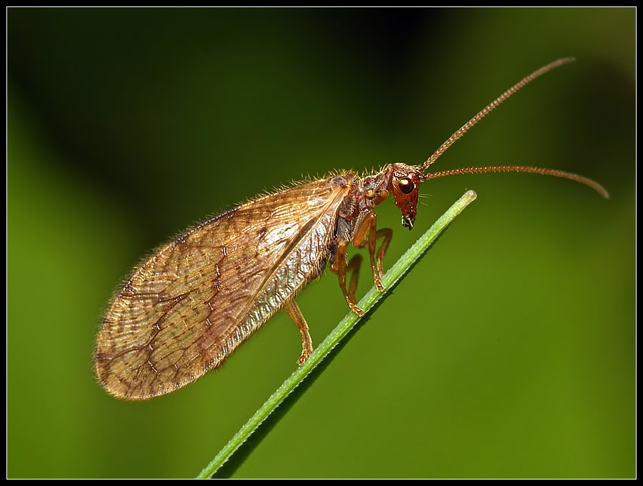 фото "Златоглазка" метки: макро и крупный план, природа, насекомое