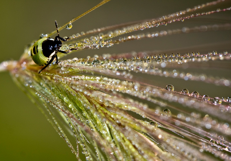 photo "***" tags: macro and close-up, 