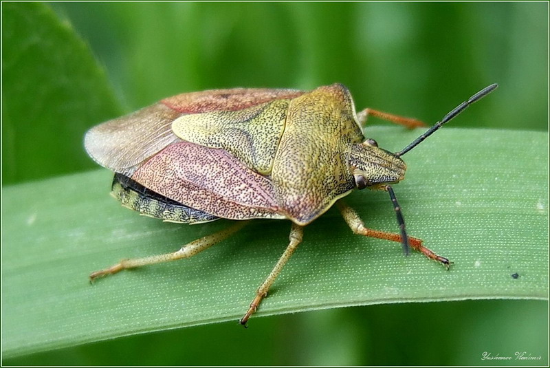 photo "***" tags: nature, insect