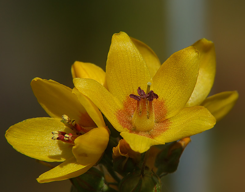 photo "***" tags: nature, macro and close-up, flowers