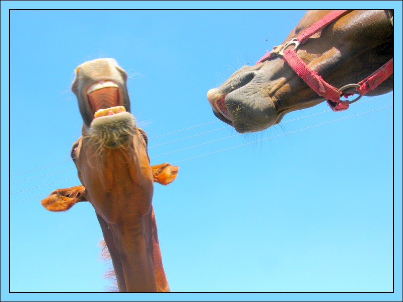 фото "horses discution :)" метки: юмор, природа, домашние животные