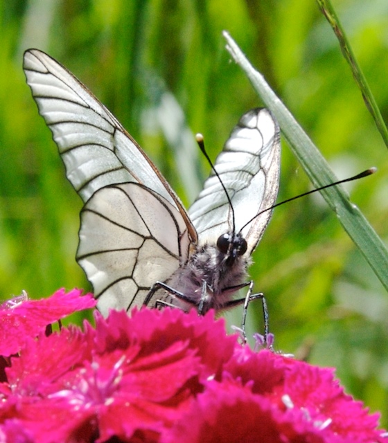 photo "Are they watching us?" tags: macro and close-up, nature, insect