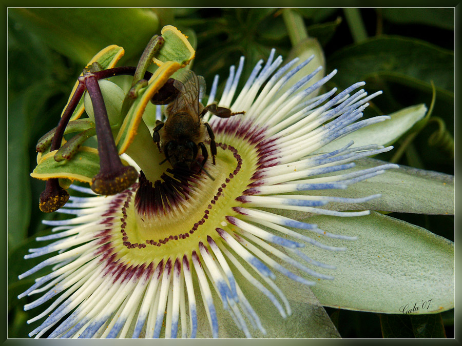 photo "For Igor Papeev Birthday" tags: macro and close-up, nature, flowers