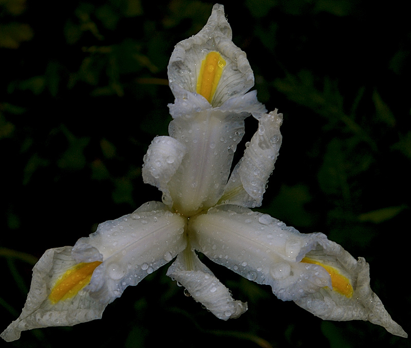 photo "***" tags: macro and close-up, nature, flowers