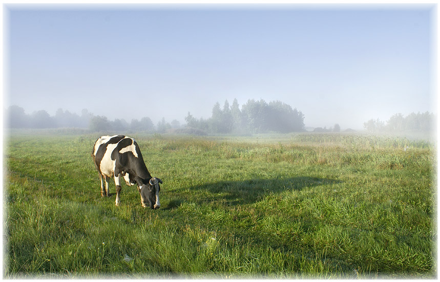 photo "Morning cows :)" tags: landscape, summer