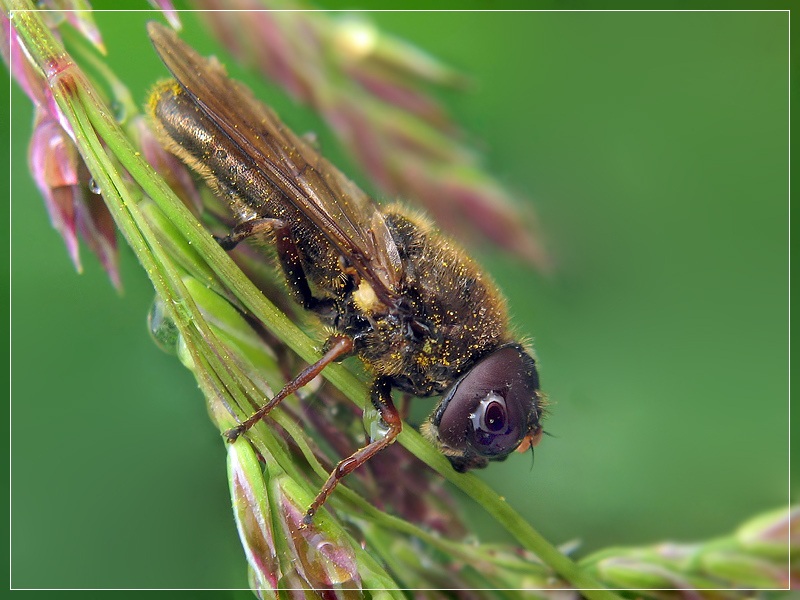 photo "***" tags: macro and close-up, 