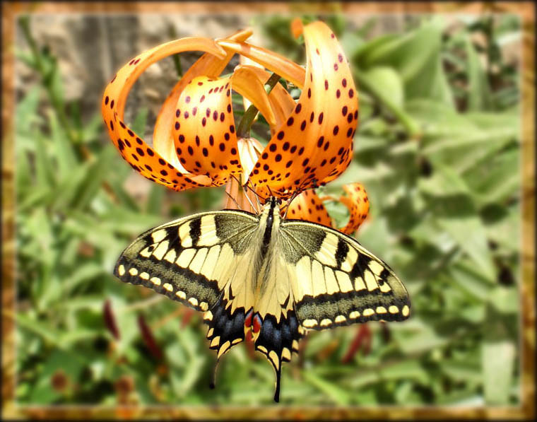 фото "Черногорская бабочка..." метки: , 