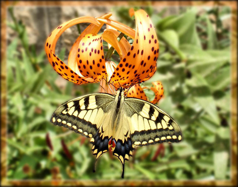 photo "Montenegrin butterfly..." tags: , 