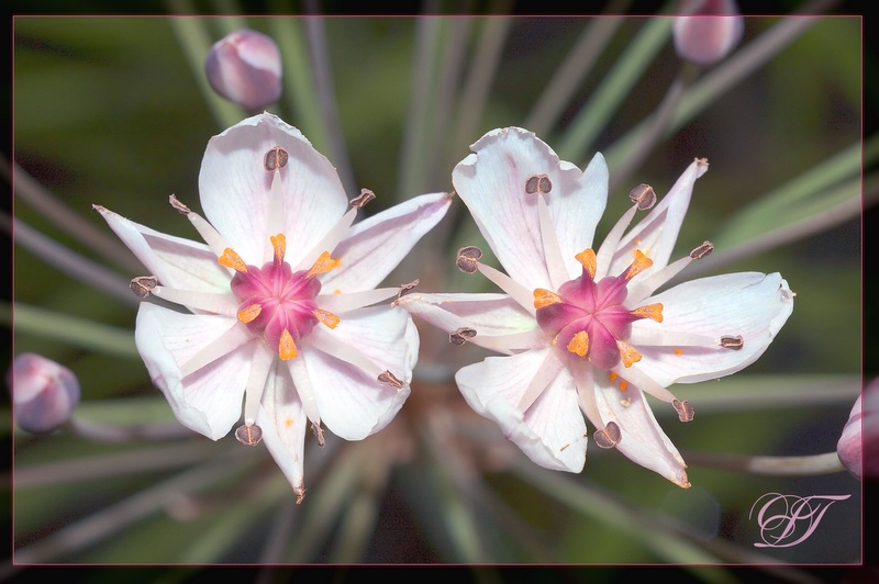 фото "Two white stars" метки: природа, макро и крупный план, цветы