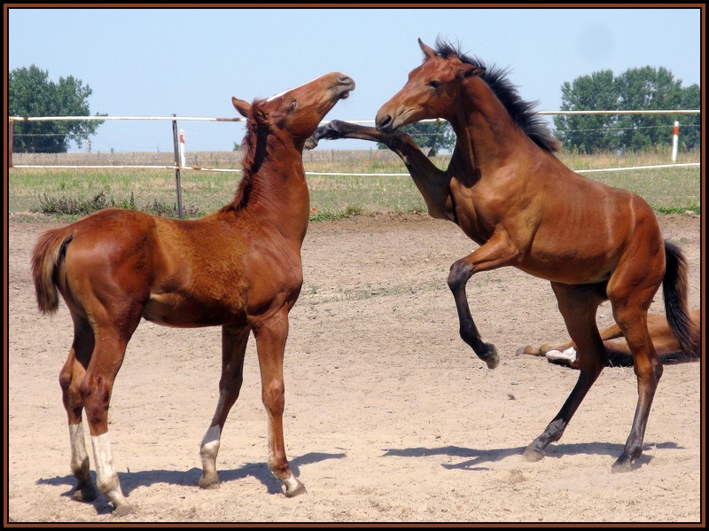 photo "education :)" tags: nature, humor, pets/farm animals