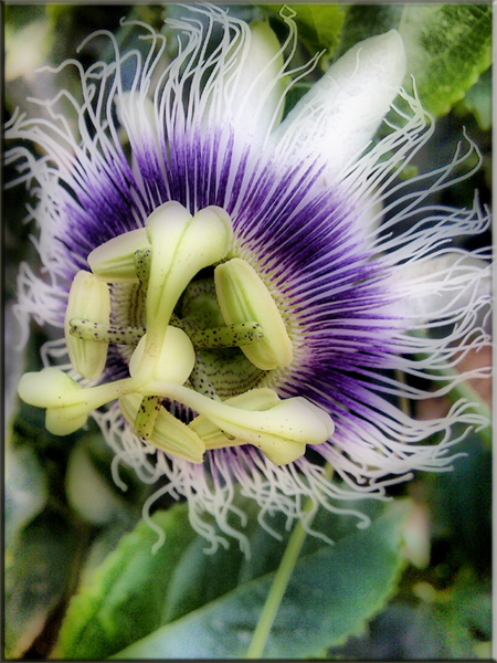 photo "Passionflower" tags: nature, macro and close-up, flowers