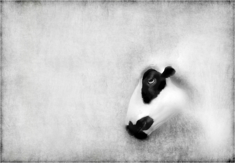 photo "magic fleece" tags: genre, black&white, 
