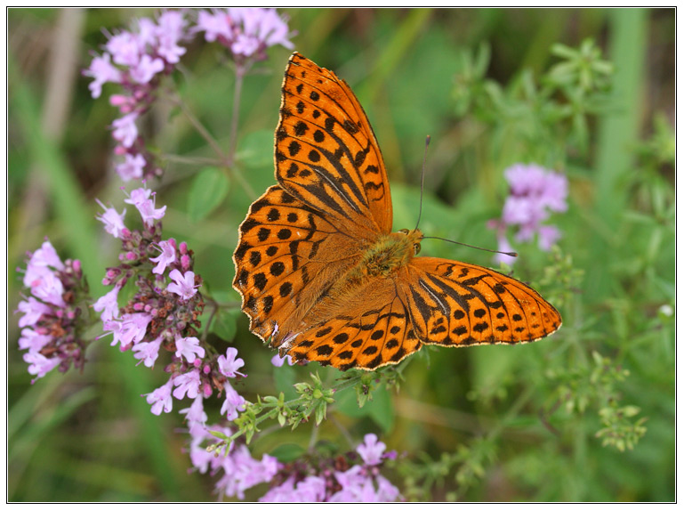 photo "***" tags: nature, insect