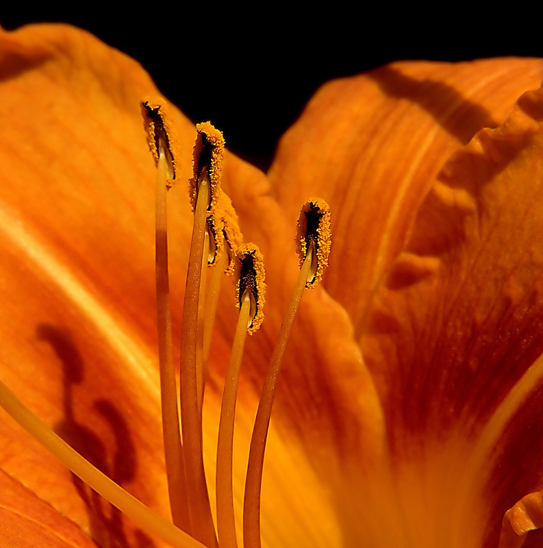 photo "***" tags: nature, macro and close-up, flowers