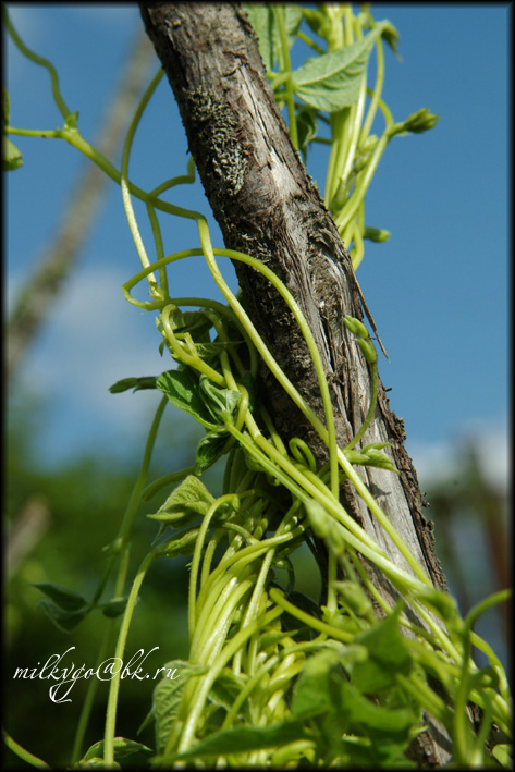 photo "String bean" tags: nature, flowers