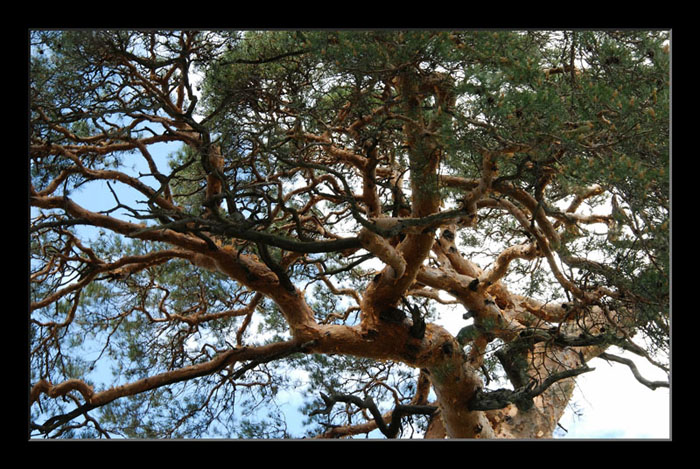 фото ""Сплетенные годами"" метки: пейзаж, лес