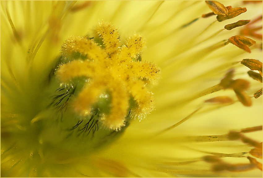 photo "gold" tags: fragment, 