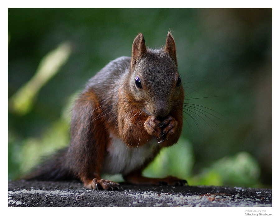 photo "Where are my nuts?" tags: nature, wild animals