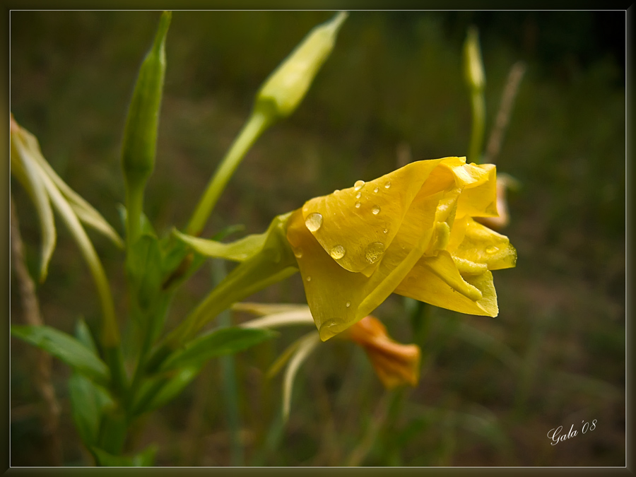 photo "Tears of summer" tags: nature, macro and close-up, flowers