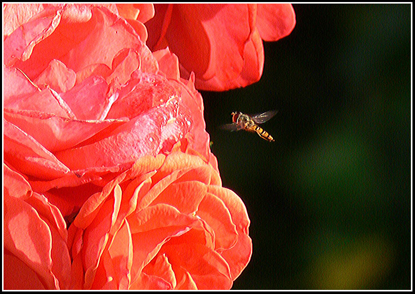 фото "***" метки: природа, насекомое