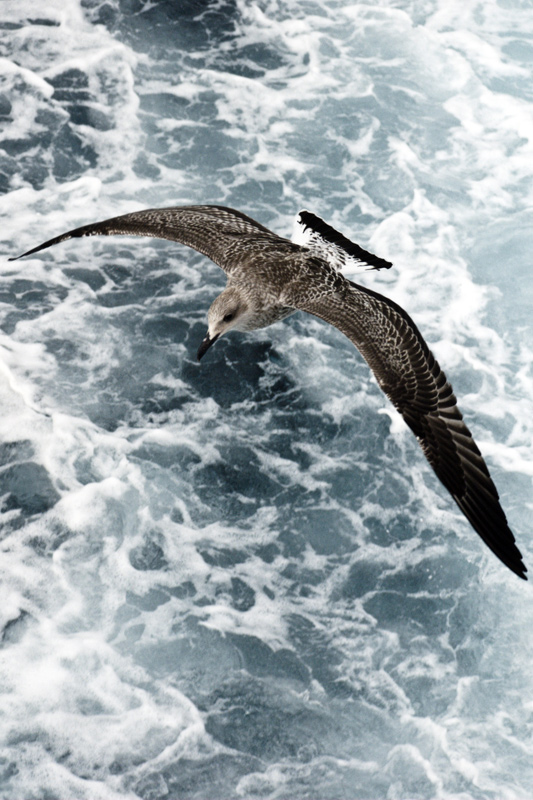 photo "Free" tags: nature, landscape, water, wild animals