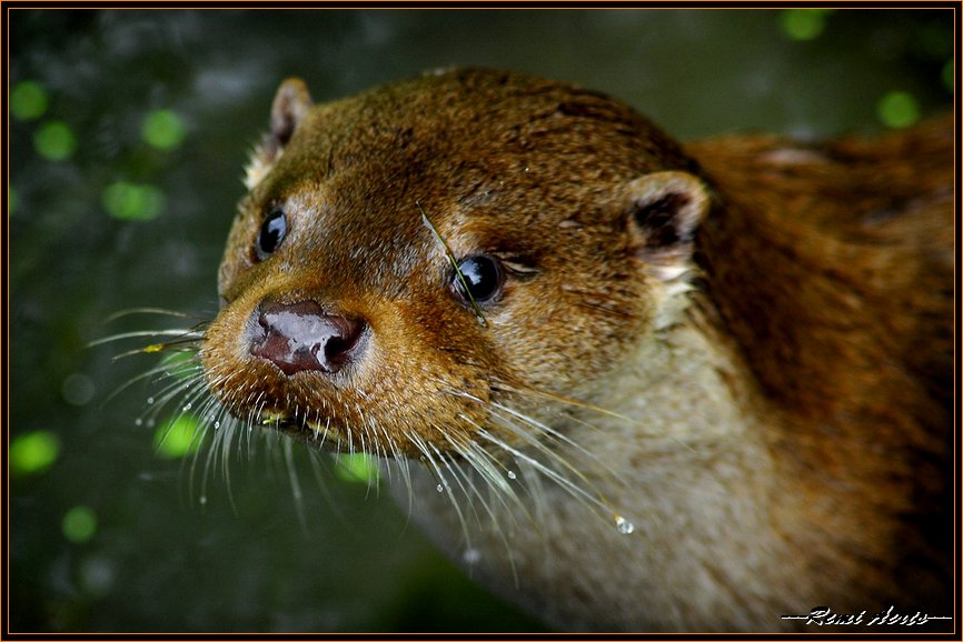 photo "wet nose" tags: nature, fragment, wild animals